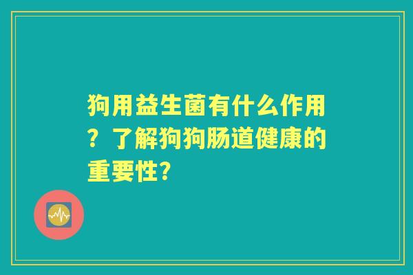 狗用益生菌有什么作用？了解狗狗肠道健康的重要性？