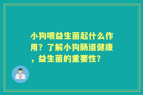 小狗喂益生菌起什么作用？了解小狗肠道健康，益生菌的重要性？