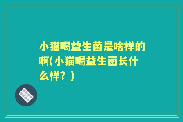 小猫喝益生菌是啥样的啊(小猫喝益生菌长什么样?) 小猫喝益生菌是啥样的啊(小猫喝益生菌长什么样?)