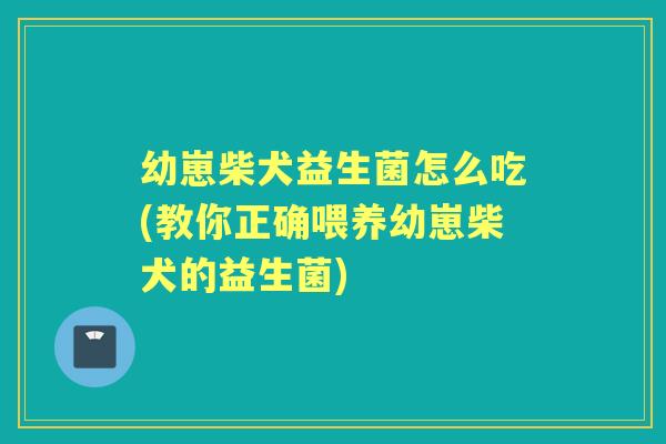 幼崽柴犬益生菌怎么吃(教你正确喂养幼崽柴犬的益生菌) 幼崽柴犬益生菌怎么吃(教你正确喂养幼崽柴犬的益生菌)