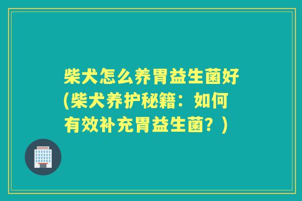 柴犬怎么养胃益生菌好(柴犬养护秘籍：如何有效补充胃益生菌？)