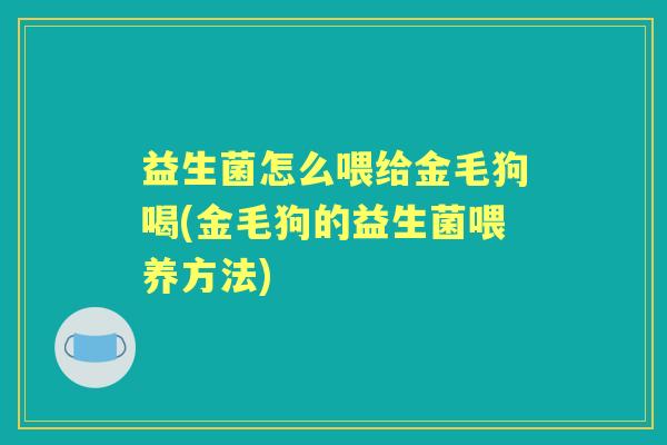 益生菌怎么喂给金毛狗喝(金毛狗的益生菌喂养方法)