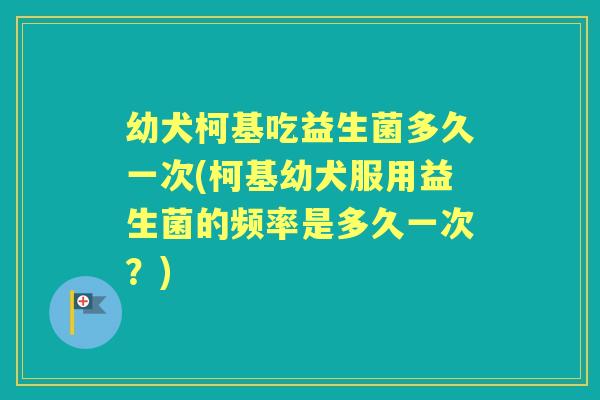 幼犬柯基吃益生菌多久一次(柯基幼犬服用益生菌的频率是多久一次?) 幼犬柯基吃益生菌多久一次(柯基幼犬服用益生菌的频率是多久一次?)