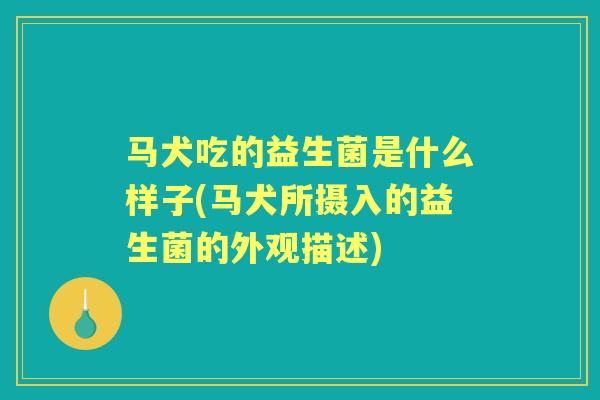 马犬吃的益生菌是什么样子(马犬所摄入的益生菌的外观描述) 马犬吃的益生菌是什么样子(马犬所摄入的益生菌的外观描述)